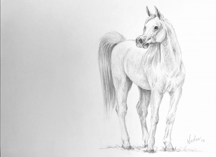 Модель лошади араба рисунок