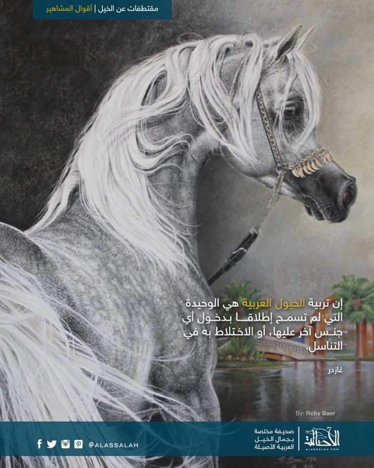 Арабский скакун картина