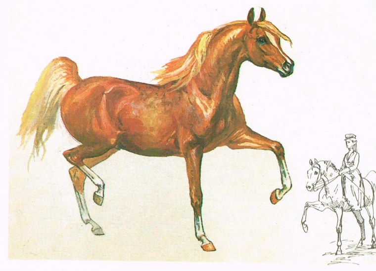 Арабская лошадь для срисовки