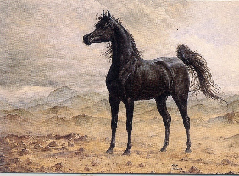 Арабский скакун картина