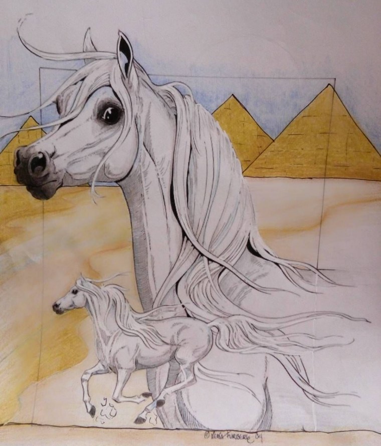 Раскраска лошадь марвари