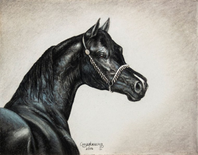 Арабская лошадь набросок