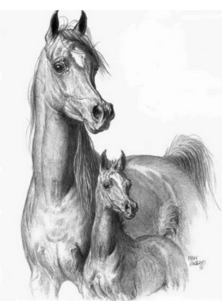 Лошадь цветными карандашами