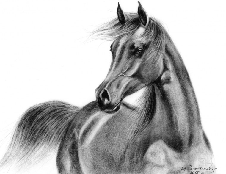 Фото голова арабского скакуна в карандаше