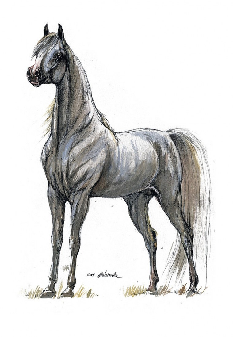 Арабская лошадь