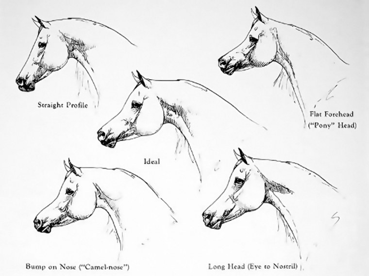 Лошадь рисунок