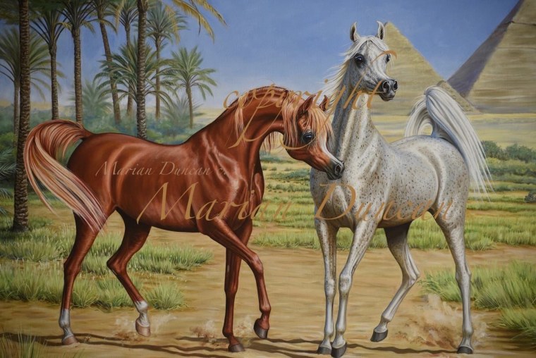 Арабский скакун картина