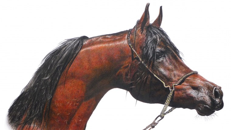 Лошадь иллюстрация