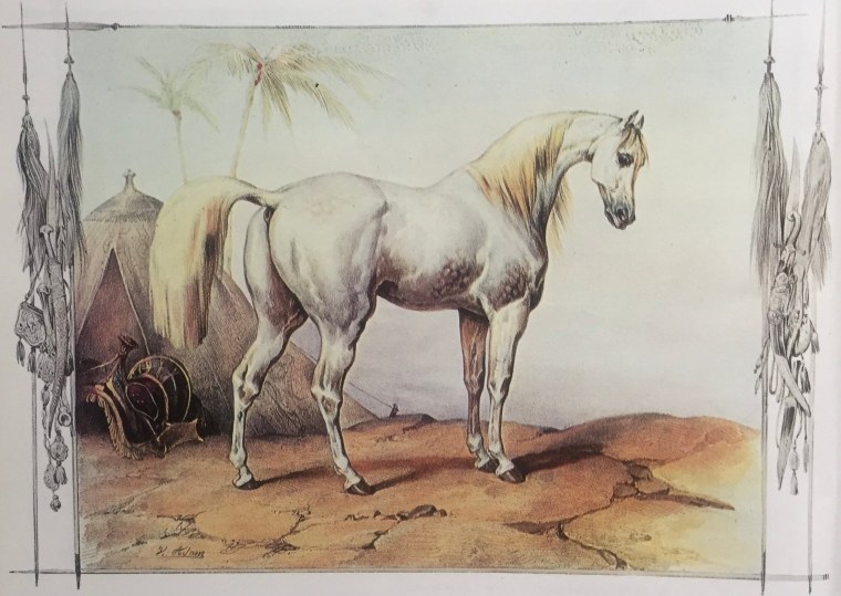 Арабская лошадь портрет