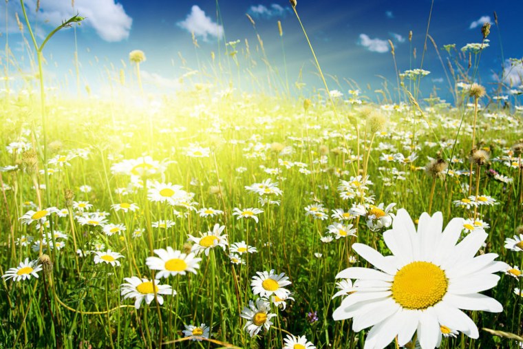 Поляна ромашек