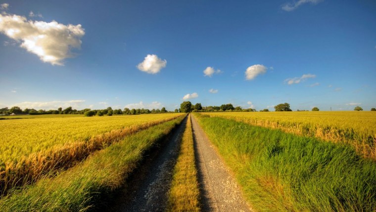 Летнее поле