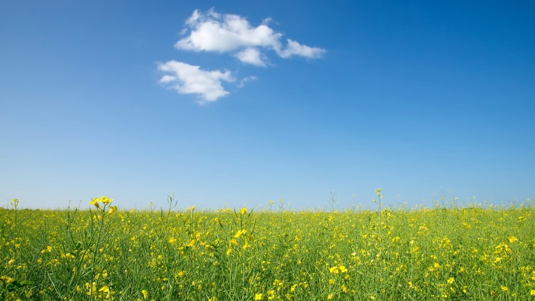 Поля Алтайского края