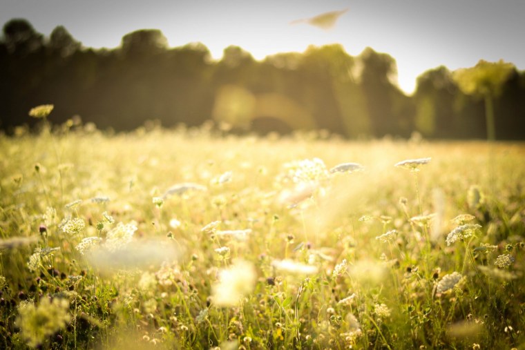 Летнее солнце