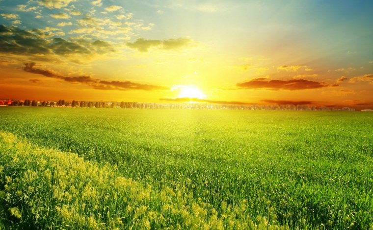 Поле солнце