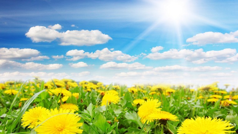 Поле одуванчиков