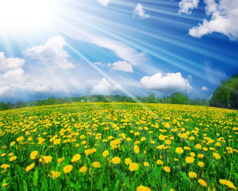 Поляна с цветами