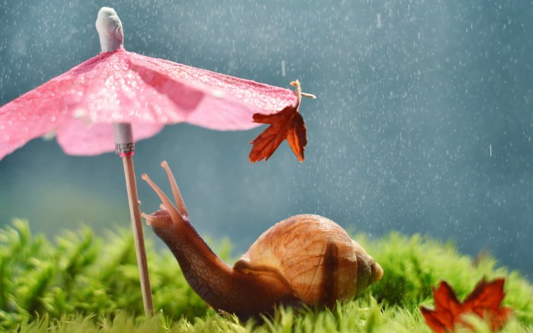 Улитка с зонтиком