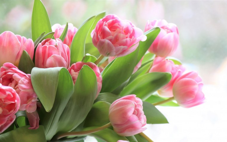 Праздничные тюльпаны