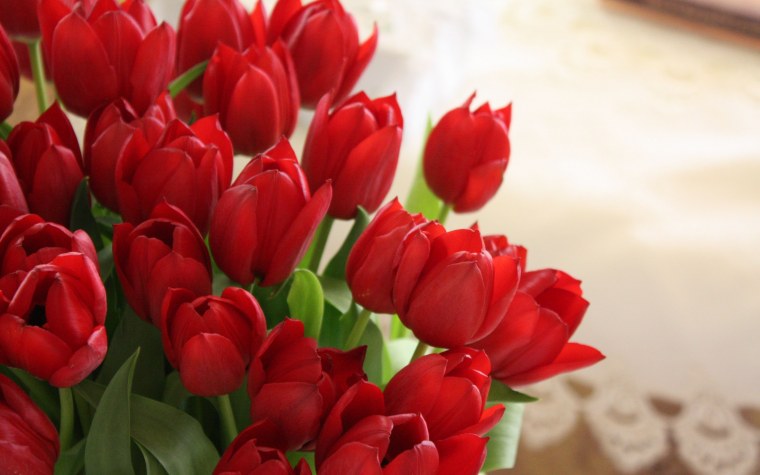 Красные тюльпаны