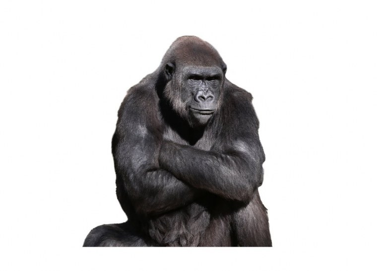 Обезьяна сидит на белом фоне