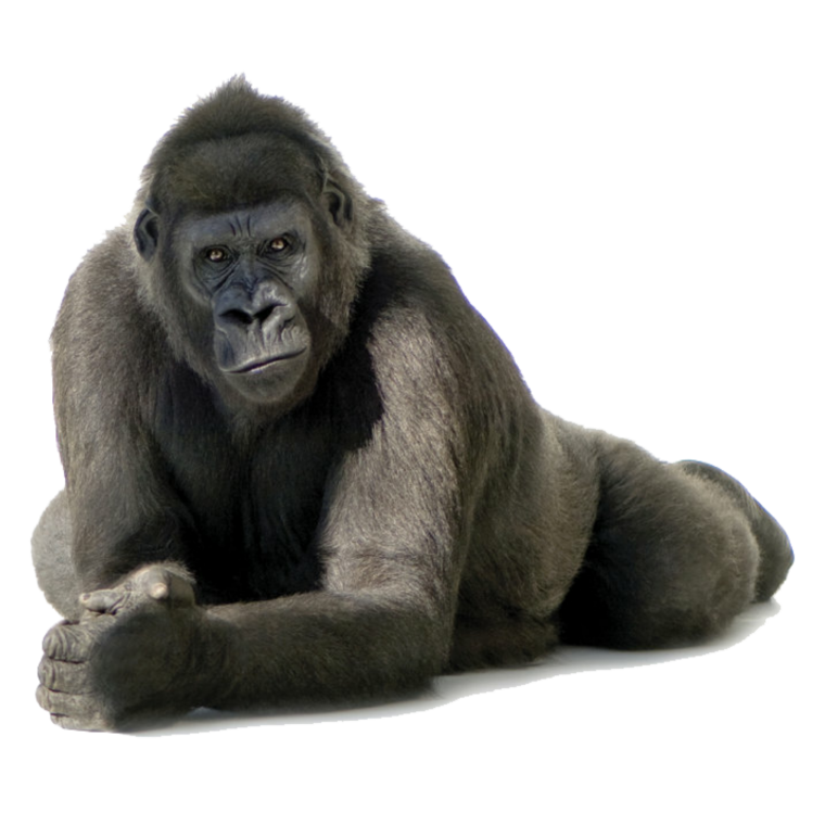 Горилла смешная