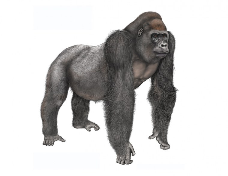 Злая горилла