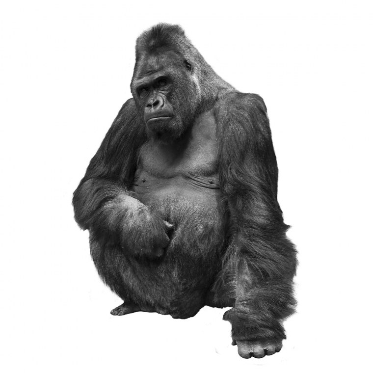 Белая горилла