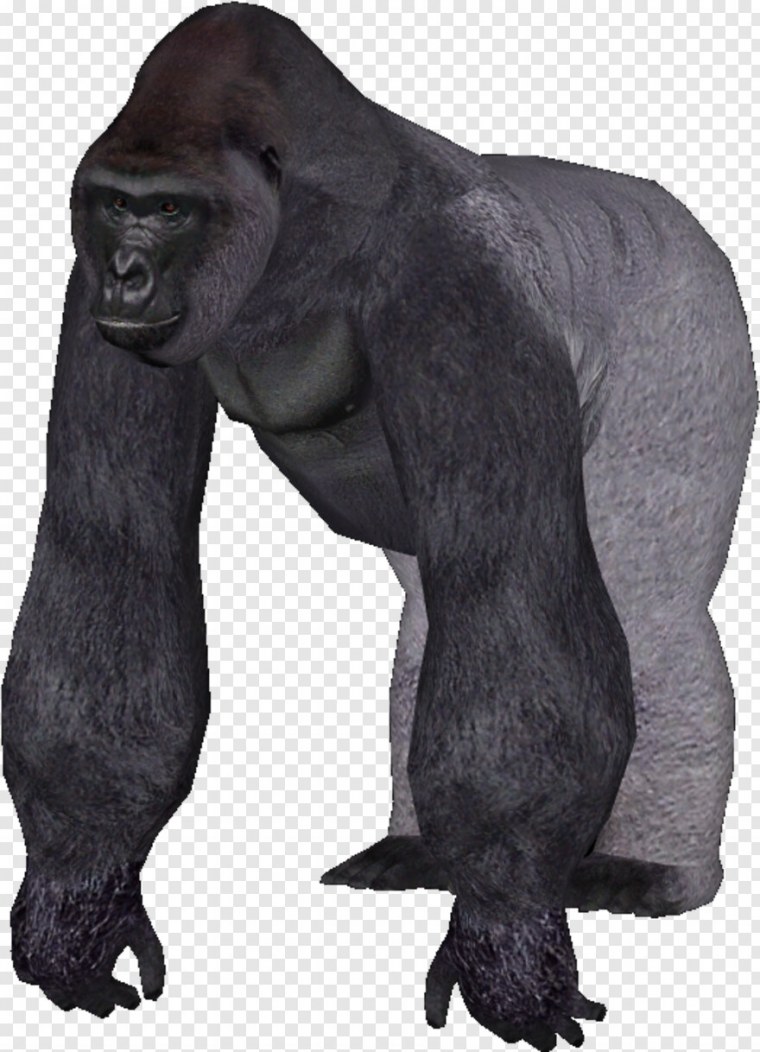 Человекообразная обезьяна на белом фоне