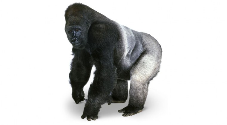 Горилла для детей