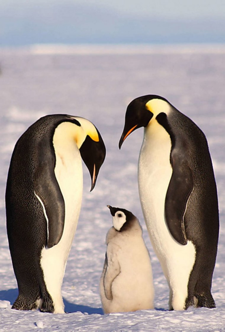 Королевский Пингвин