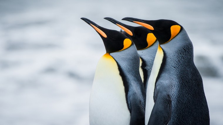 Пингвин породы Императорский