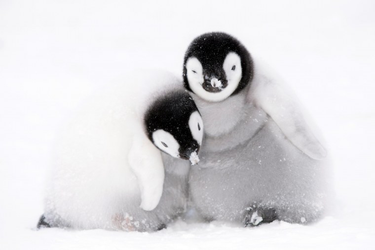 Замерзший Пингвин