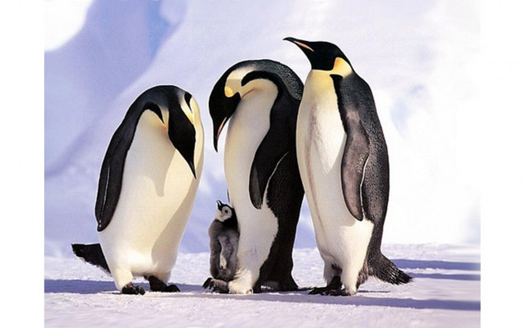Пингвиний остров Аргентина