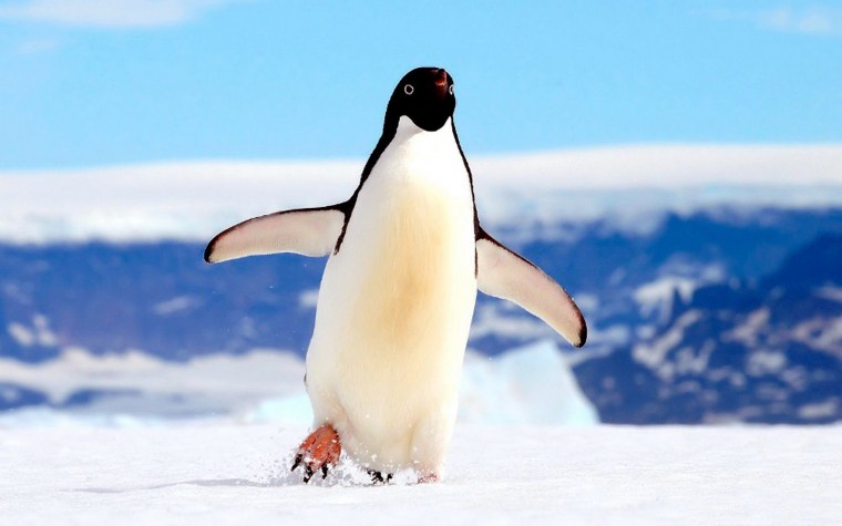 Животные севера Пингвин