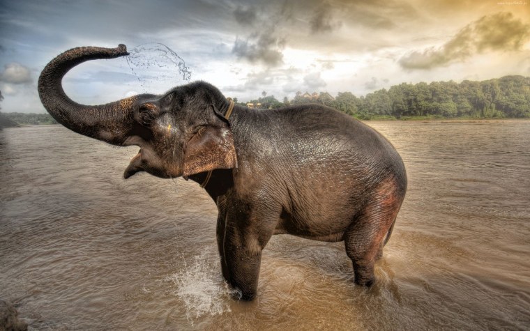 Слон трубит