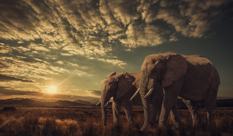 Африканский пейзаж