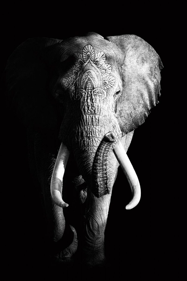 Картина слон черно белая