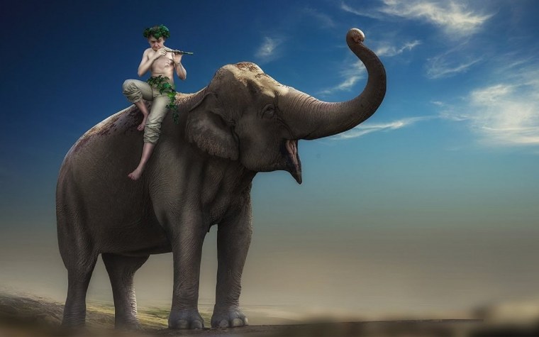 Обои со слонами