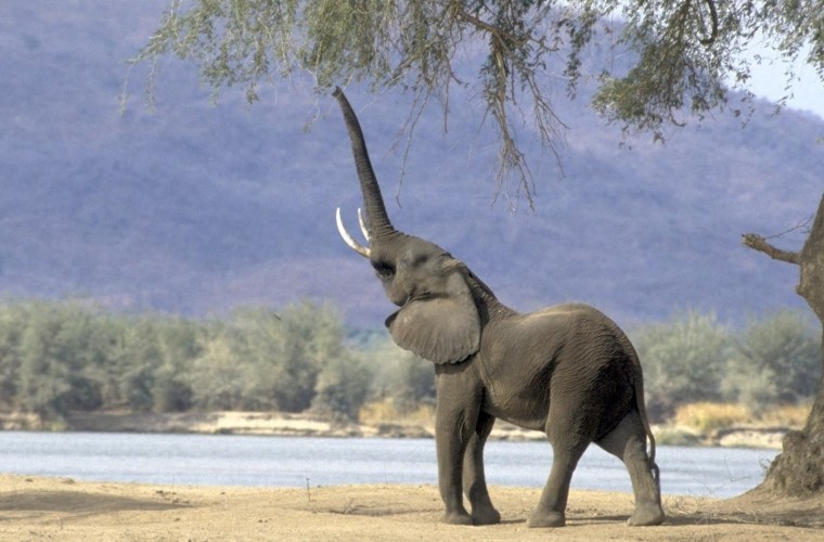 Слон хобот вверх