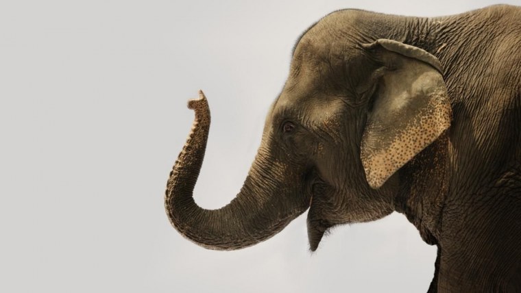 Слон хобот вверх