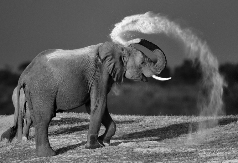 Слон хобот вверх