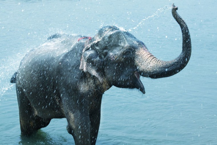 Белый слон с хоботом вверх