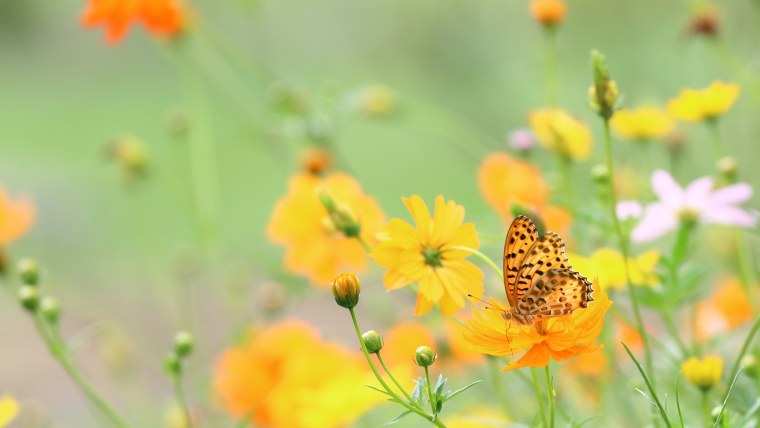 Летний фон для рабочего стола