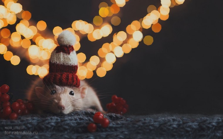 Крыса на черном фоне