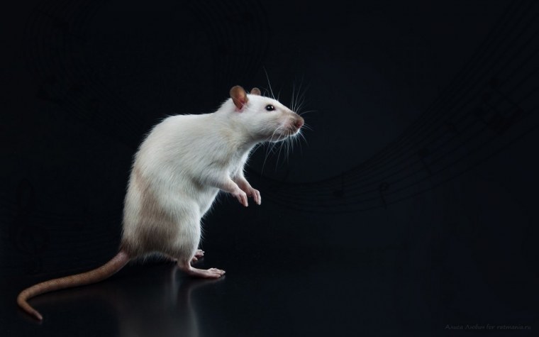 Крыса Дамбо белая с красными глазами