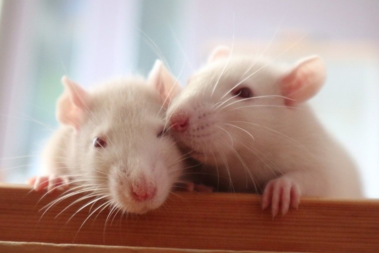 3д хомяк читает газету