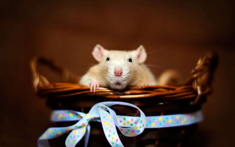 Крыса на заставку