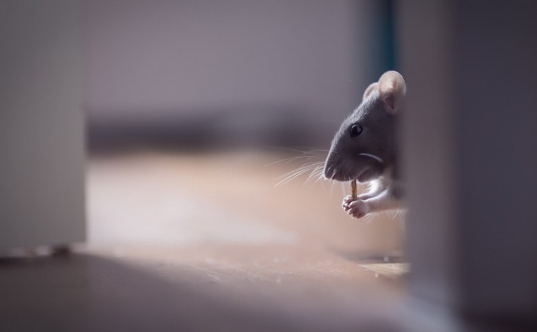 Крыса на столе