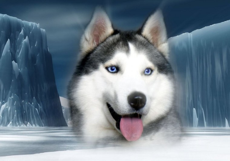 Сибирский хаски Эстетика