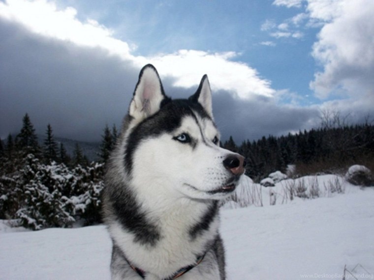 Husky Siberian Black